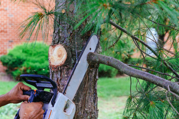 Best Storm Damage Tree Cleanup  in Town N Country, FL